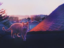 loma_fauner